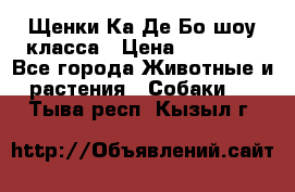 Щенки Ка Де Бо шоу класса › Цена ­ 60 000 - Все города Животные и растения » Собаки   . Тыва респ.,Кызыл г.